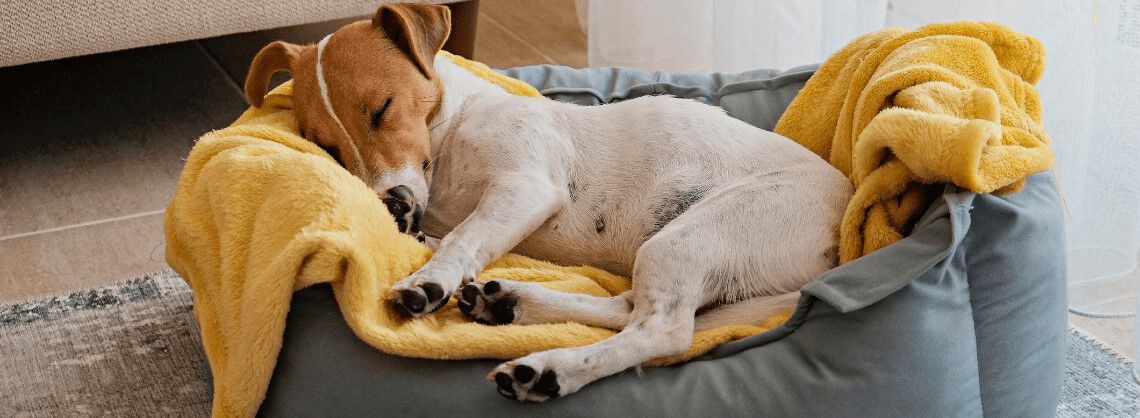 Welke mand past bij mijn hond?